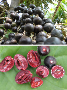 acai berry tree