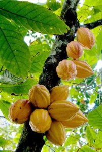 cacao tree